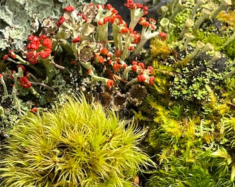 Live Maine Moss & Lichen Variety Mix | Hand-Picked Terrarium Plants | Isopod Enrichment | Vivarium | Bioactive