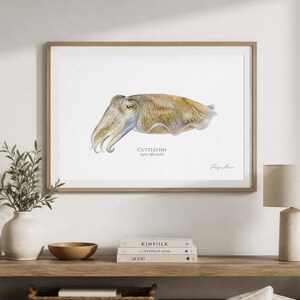 Könnte beinhalten: Ein gerahmter Aquarelldruck eines Tintenfischs, mit einer detaillierten Illustration in Beige-, Braun- und Blautönen. Der Druck enthält den Text "CUTTLEFISH Sepia officinalis" und wird auf einem Holzregal mit dekorativen Gegenständen ausgestellt.