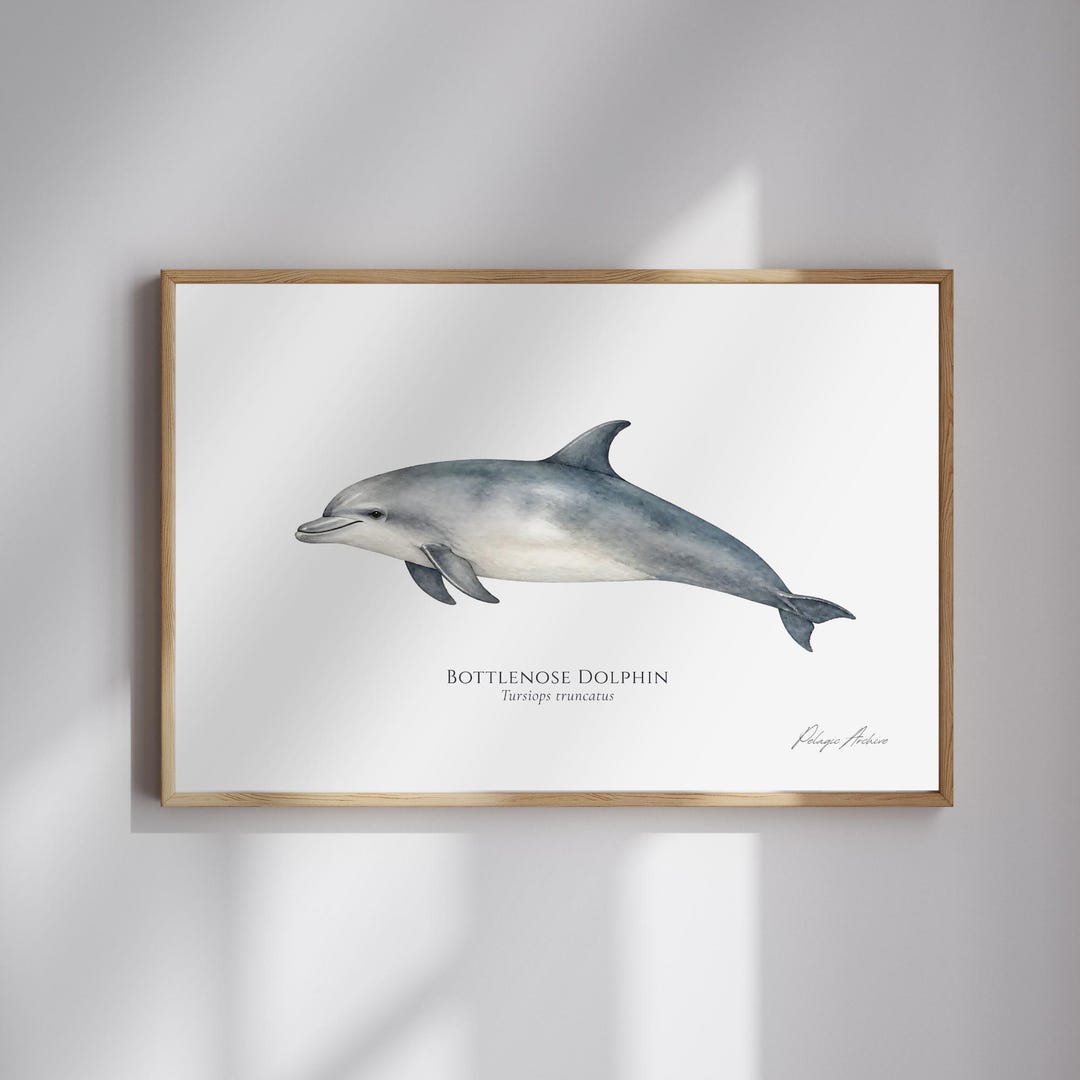 Bottlenose Dolphin Watercolor Print — Coastal Wall Art, Digital ...