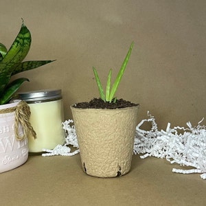 Aloe Vera Succulent Plant Start Pup with Biodegradable Pot 3-4 inch Indoor Outdoor Plant
