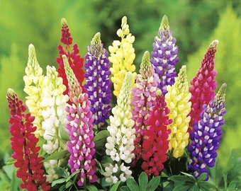 Lupin Russel Mixed Live Flower Plants (Lupinus) ready to plant out, choose quantities from drop down list