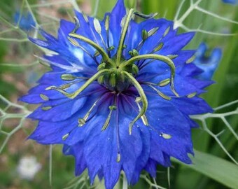 Love-in-a-mist  Live Flower Plants in 7cm pots (Nigella Damascena) ready to plant out, choose quantities from drop down list