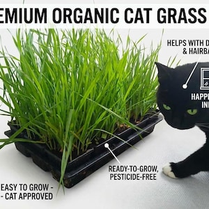 May include: A premium organic cat grass kit featuring a black plastic tray filled with vibrant green grass. Text reads: PREMIUM ORGANIC CAT GRASS KIT, HELPS WITH DIGESTION & HAIRBALLS, HAPPILY GROWS INDOORS, READY-TO-GROW, PESTICIDE-FREE, EASY TO GROW - CAT APPROVED.