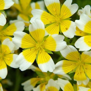 3 Poached Egg live plants in 7cm pots ready to pre-order! (Limnanthes douglasii, Douglas meadowfoam)