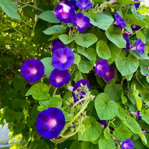 May include: A trio of ceramic mugs with a speckled, matte finish in cream, light grey, and dark grey. Each mug features a simple, minimalist design and a rounded handle.