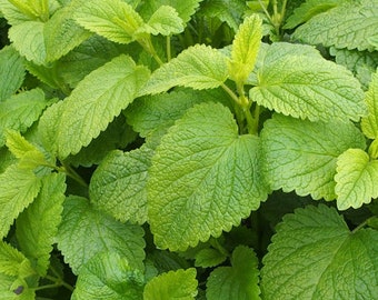 3 Lemon Balm Plants  in 7cm pots ready to plant out (Melissa Officinallis). Choose quantities from drop down list.