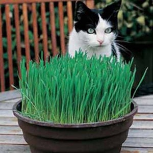 May include: A black and white cat sitting in front of a pot of green grass. The grass is growing in a brown plastic pot.