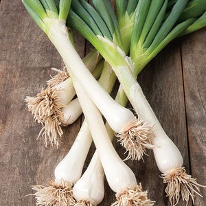 May include: A bunch of fresh green onions with white bulbs and roots. The onions are arranged on a wooden surface.