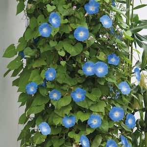 Morning Glory Plants in 7cm pots ('Heavenly Blue'), ready for pre-order!
