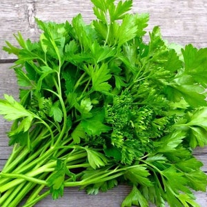 May include: A bunch of fresh green parsley with stems and leaves.