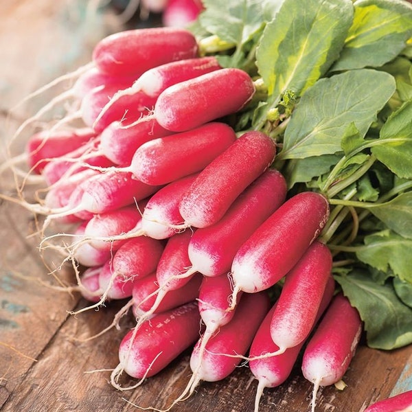 Radish Multi-Sown Plants (Heirloom "French Breakfast") ready to plant out!