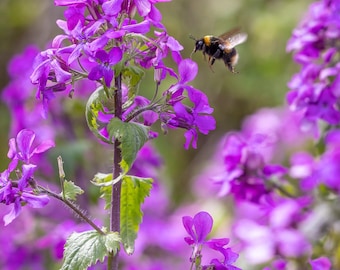 Lunaria Honesty live plants ready to pre-order! (Lunaria Annua, Money Plant, Silver Dollar, Annual Honesty). Choose quantities from list.