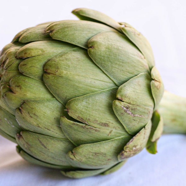 Artichoke plants in 7cm Pots, ready to plant out (Artichoke "Gros Vert De Laon")