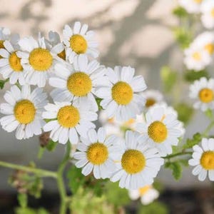 May include: A close-up shot of a collection of white daisy-like flowers with vibrant yellow centres. The flowers are in full bloom, with numerous petals surrounding the yellow centres. Green stems and leaves are visible.