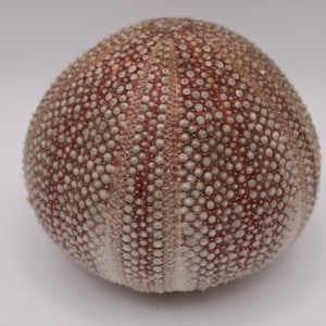 Sea Urchin Shell