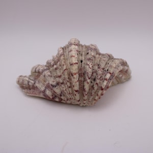 Coquille de palourde