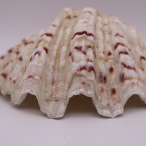 Coquille de palourde géante