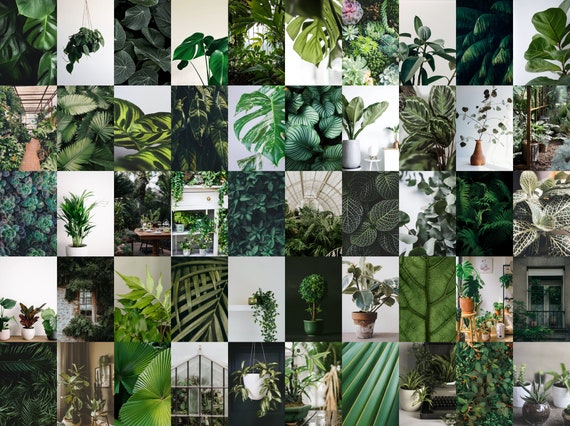Houseplants Wall Collage, Printable Wall Collage, 50 Pieces, 4x6 Inch Images, Digital Download, Room Decor, Plant Aesthetic, Plant Photos
