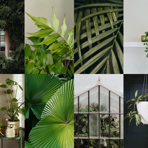 May include: A collage of nine images featuring various green plants and foliage. The images include a window covered in green vines, a close-up of a fern, a palm leaf, a greenhouse, and a hanging plant.