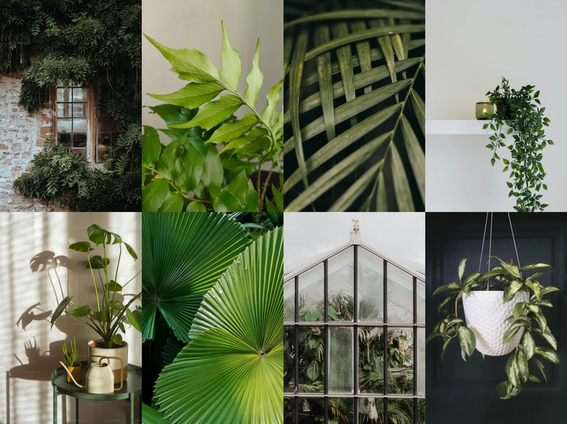 May include: A collage of nine images featuring various green plants and foliage. The images include a window covered in green vines, a close-up of a fern, a palm leaf, a greenhouse, and a hanging plant.