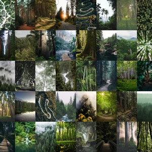 Wald Collage, druckbare Wandcollage, 50 Stück, 4x6-Zoll-Bilder, digitaler Download, Raumdekor, Waldästhetik, Waldfotos