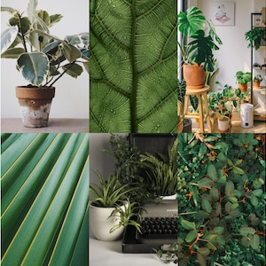 May include: A collage of six images featuring various green plants and leaves. The images include a potted plant with variegated leaves, a close-up of a green leaf with water droplets, a group of potted plants in a room, a close-up of a palm leaf, a potted plant with long, thin leaves, and a dense patch of green leaves.