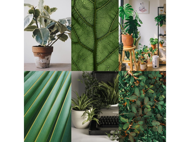 May include: A collage of six images featuring various green plants and leaves. The images include a potted plant with variegated leaves, a close-up of a green leaf with water droplets, a group of potted plants in a room, a close-up of a palm leaf, a potted plant with long, thin leaves, and a dense patch of green leaves.