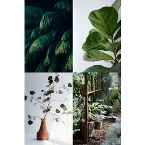 May include: A collage of four images featuring different types of green plants. The top left image shows a close-up of palm tree leaves. The top right image shows a single branch of a fiddle leaf fig plant. The bottom left image shows a vase with a sprig of eucalyptus leaves. The bottom right image shows a variety of plants in a greenhouse setting.