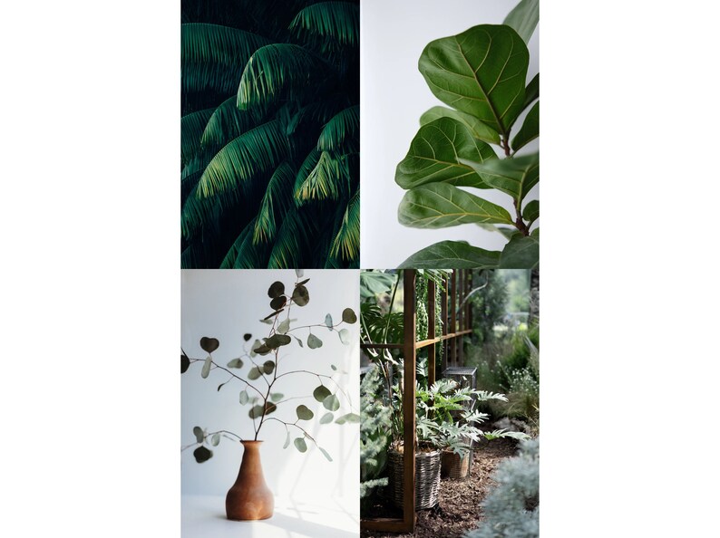 May include: A collage of four images featuring different types of green plants. The top left image shows a close-up of palm tree leaves. The top right image shows a single branch of a fiddle leaf fig plant. The bottom left image shows a vase with a sprig of eucalyptus leaves. The bottom right image shows a variety of plants in a greenhouse setting.