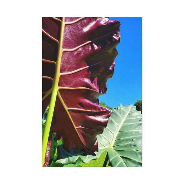 Mayan Mask Alocasia Purple Elephant Ear against Blue Sky Gallery Wrapped Canvas Print