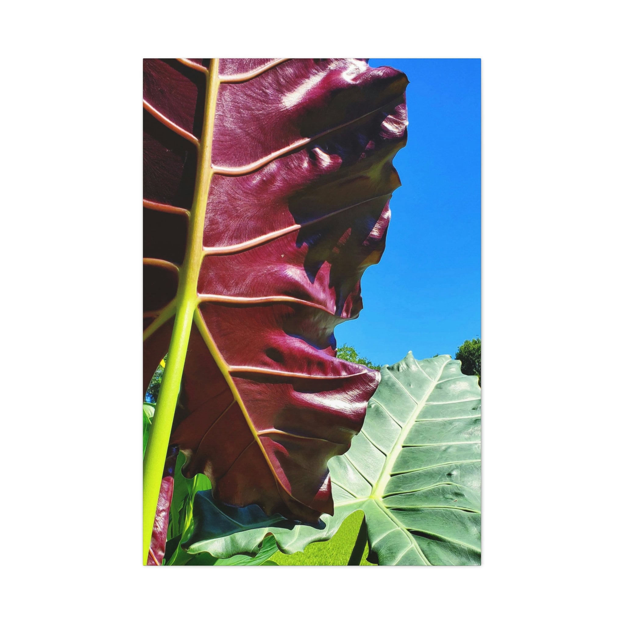 indoor dracaena plant Dragon Tree | Marginata