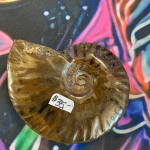 Opalized Ammonite Fossil/Fossil Gift/Home Decor