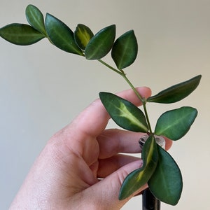 Hoya Burtoniae Variegated. Large unrooted cutting. Houseplant. Blooming plant