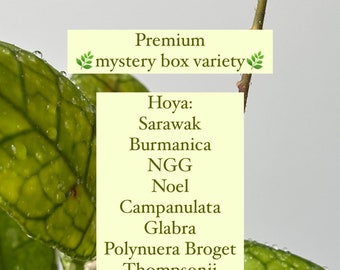 Hoya mystery box! 4 surprise premium Hoya cuttings in pon / fluval mix. Fun gift option for plant lovers
