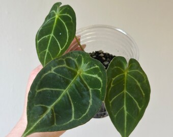 Anthurium NOID x Forgetii. Healthy actively growing. rare houseplant