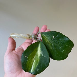 Hoya Obovata inner variegated. Cutting rooted in water. Blooming plant. Pet safe