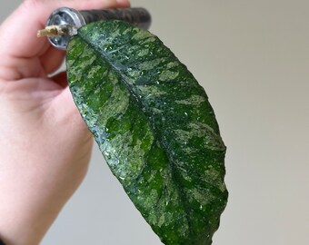 Hoya Bahoi, splashy leaf with new growth point. Large Hoya cutting in pon. Houseplant. Rare