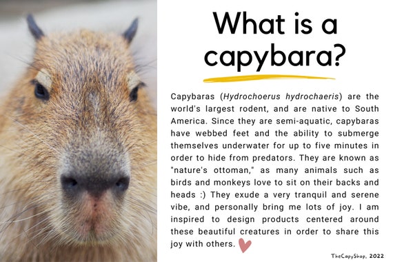 23 Capybara Illustrated Calendar Capybara Fun Facts Etsy