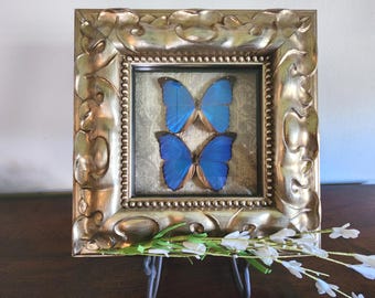 Vintage, 2001, Robert May Designs Inc., The Jungle Jewel Collection, Cobalt Blue Morpho, Butterflies, Framed Art, Item 1081