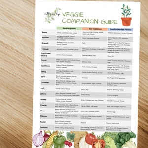 Puede incluir: Una gu&iacute;a impresa de compa&ntilde;eros vegetales con una ilustraci&oacute;n en acuarela de verduras y hierbas. La gu&iacute;a enumera los buenos y malos vecinos de las plantas, y las hierbas y flores beneficiosas para varias verduras, como frijoles, zanahorias y tomates.
