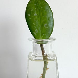 May include: A single green Hoya leaf with silver speckling attached to a stem with visible white roots, submerged in a clear glass bottle filled with water. The leaf is oval-shaped and smooth, while the stem shows small root growth.
