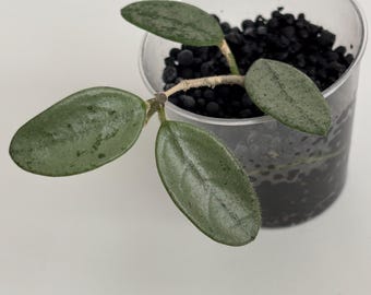 Hoya Lima Silver Plant Cutting