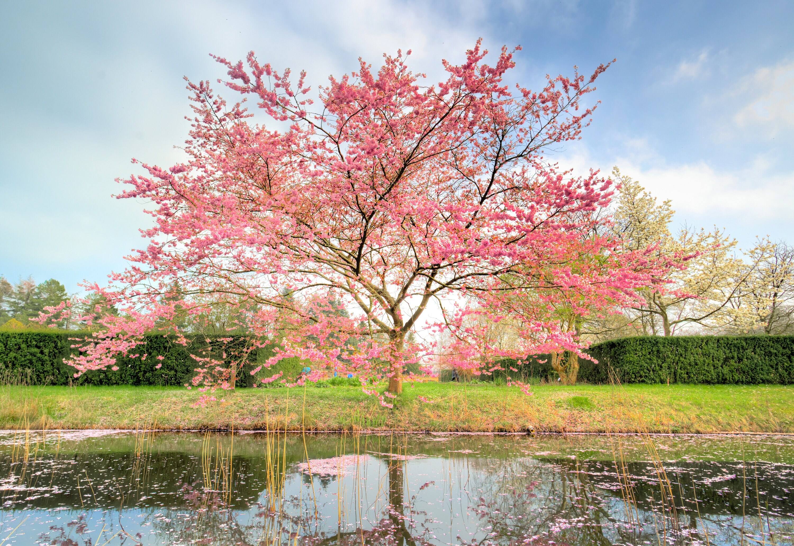 Printable Pink Cherry Blossom Tree Floral Digital Art - Etsy