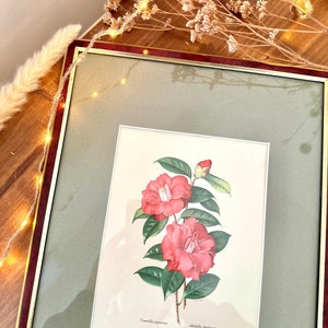 Può includere: Un'illustrazione botanica incorniciata di un fiore di camelia japonica con petali rosa e foglie verdi. L'illustrazione è intitolata "Camellia japonica" e "Adolphe  Audubon".