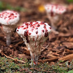 Op de afbeelding: Witte paddenstoelen met rode druppelende vloeistof erop, die groeien in een bed van bruine houtsnippers.