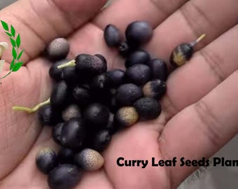 Neues Curryblatt Samen Pflanzensamen Indisches Curryblatt / Pflanze / Samen Kadi Patta Murraya Koenigii