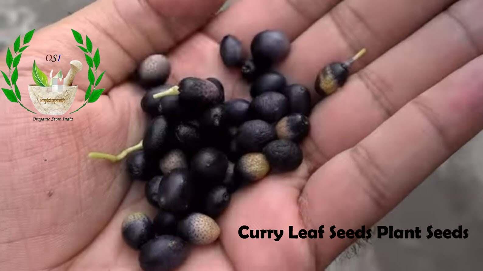 sweet pea plant seeds Early Multiflora Blend Sweet Pea Seeds