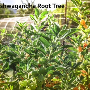 K&ouml;nnte beinhalten: Nahaufnahme eines Ashwagandha-Wurzelbaums mit gr&uuml;nen Bl&auml;ttern und kleinen, orangefarbenen Fr&uuml;chten. Der Baum w&auml;chst in einem Garten.