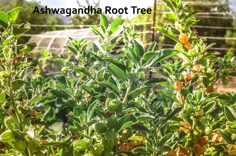 K&ouml;nnte beinhalten: Nahaufnahme eines Ashwagandha-Wurzelbaums mit gr&uuml;nen Bl&auml;ttern und kleinen, orangefarbenen Fr&uuml;chten. Der Baum w&auml;chst in einem Garten.