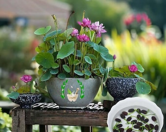 Natural Mixed Mini Bonsai Lotus Seeds for Water Gardens, Ponds, Containers & Zen Home Decor – Nelumbo Nucifera Flower Variety